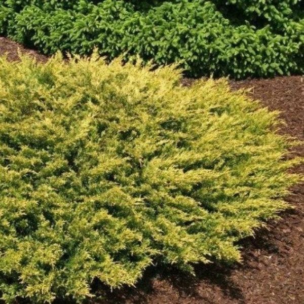 Golden Pacific Juniper Shrubs