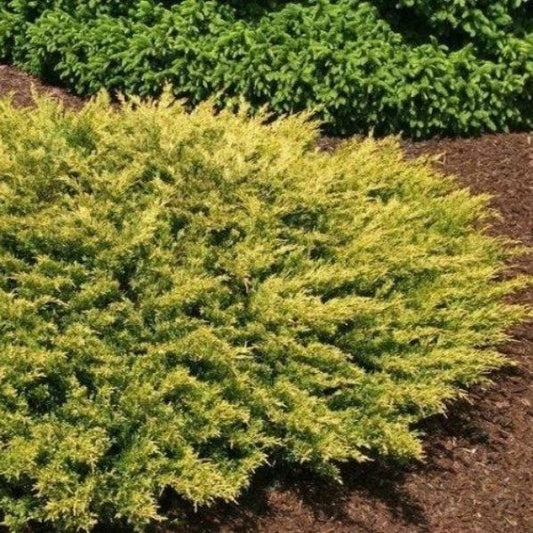 Golden Pacific Juniper Shrubs