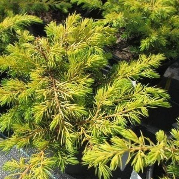 Golden Pacific evergreen groundcover plant