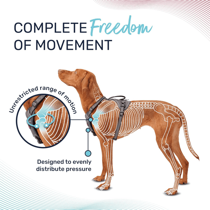White background with a Vizsla dog with a skeleton over lay in the centre, the dog is wearing a grey Halti Anatomy Harness, with text below 'Designed to evenly distribute pressure'.