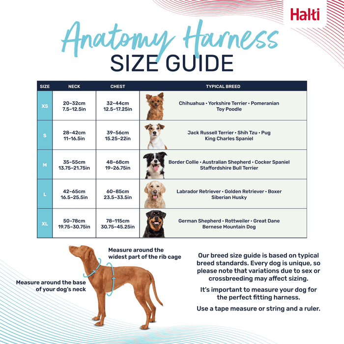 White background with a breed and measurement size guide for a Halti Anatomy Harness.