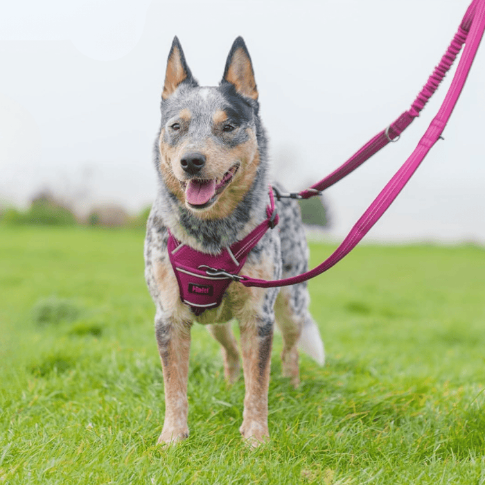 Australia Kelpie dog wearing a Pink Halti Anatomy Harness with a pink Halti Anatomy Multi Lead with a metal clips and loops attached, outside on grass.