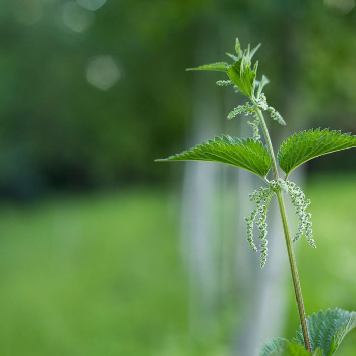Herb Pharm® Herbs on the Go: Ready For Pollen™ - 1 oz