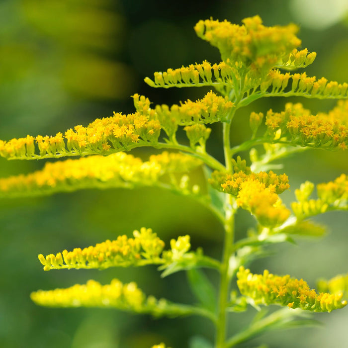 Herb Pharm® Herbs on the Go: Ready For Pollen™ - 1 oz