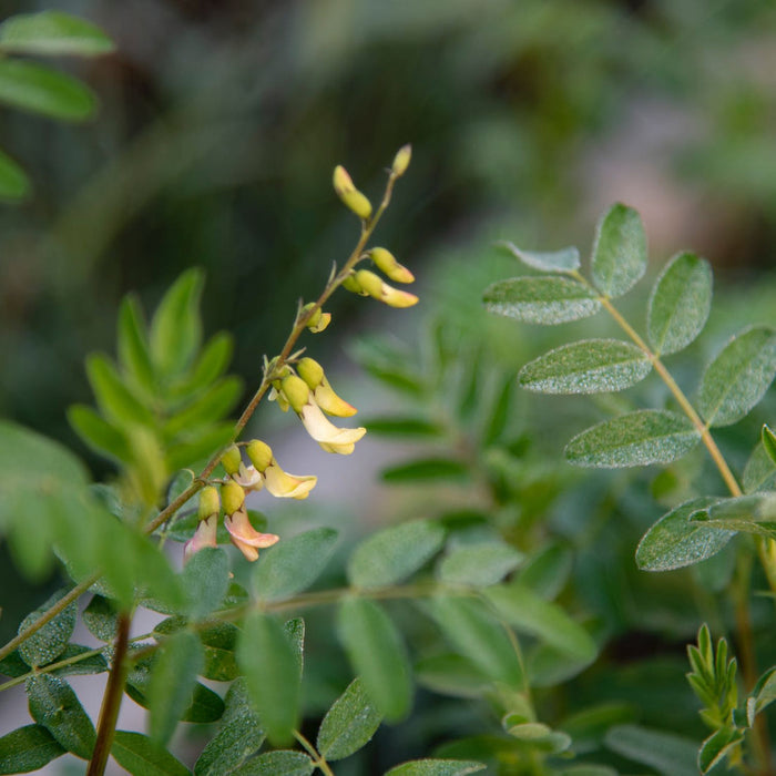 Herb Pharm® Herbs on the Go: Ready For Pollen™ - 1 oz