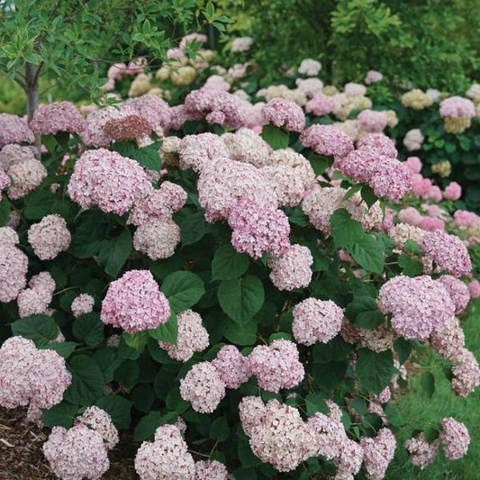 Incrediball® Blush hydrangea with giant blush-pink blooms on sturdy stems, brightening a sunny foundation bed in summer
