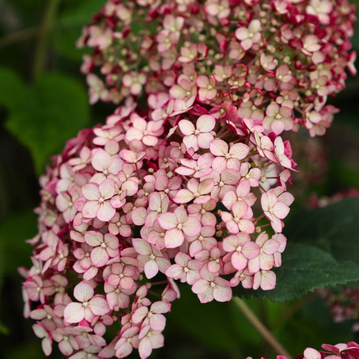 Close-up of Incrediball® Blush bloom showing silvery blush-pink florets and dense rounded cluster texture, aging deeper pink