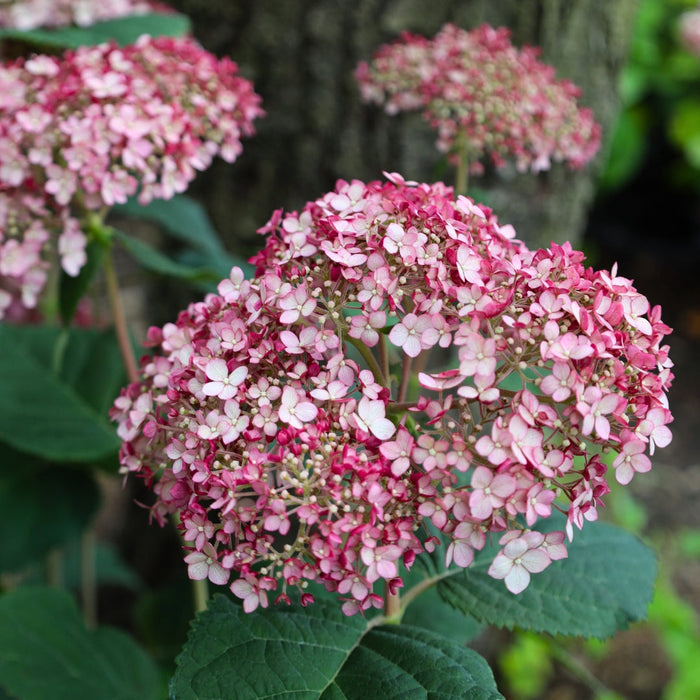 huge incrediball blush hydrangea  in bloom with light pink petals