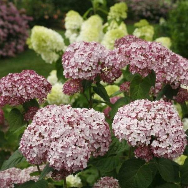 Incrediball® Blush hydrangea in a mixed border with blush blooms, paired with Little Lime Hydrangea