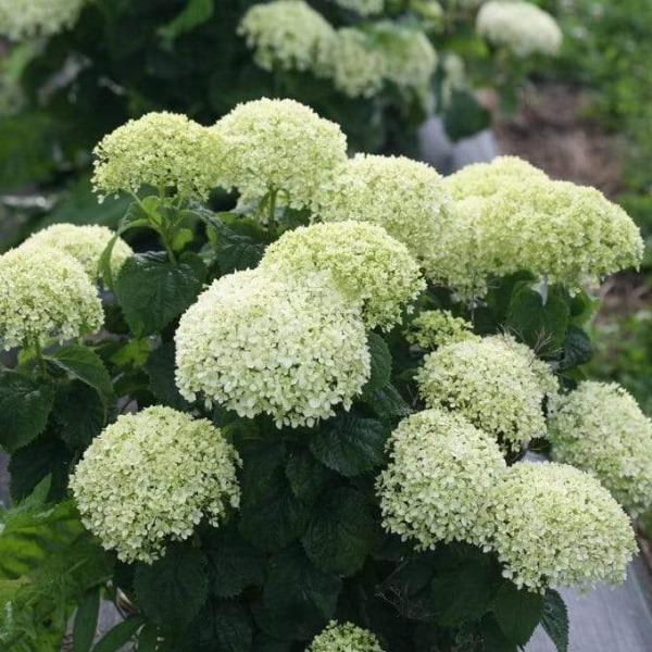 Invincibelle Limetta hydrangea in large patio container, lime blooms paired with companions for a fresh summer look.