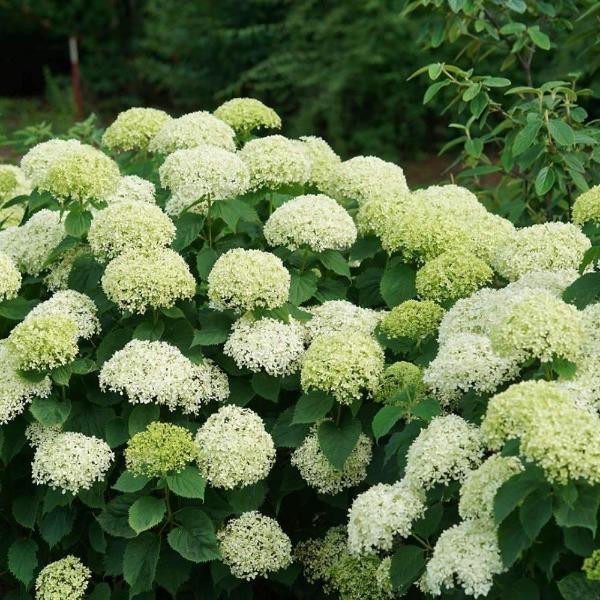 Invincibelle Limetta smooth hydrangea habit, dense 3–4 ft rounded shrub with green foliage and sturdy stems for blooms.