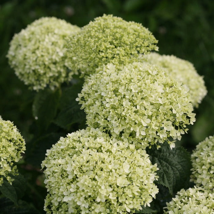 Close-up of Limetta hydrangea bloom, lime-green florets in a rounded cluster shifting to soft green-white through season.