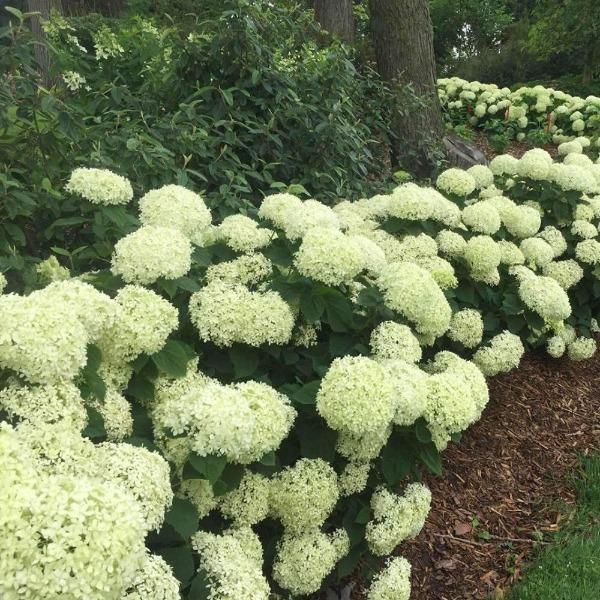Invincibelle Limetta hydrangea in summer border, compact mound covered in lime-green blooms that brighten the planting.
