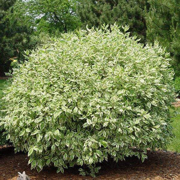 Ivory Halo dogwood in a mixed border, cream-edged foliage brightening the bed with a compact rounded form in full sun to part shade.
