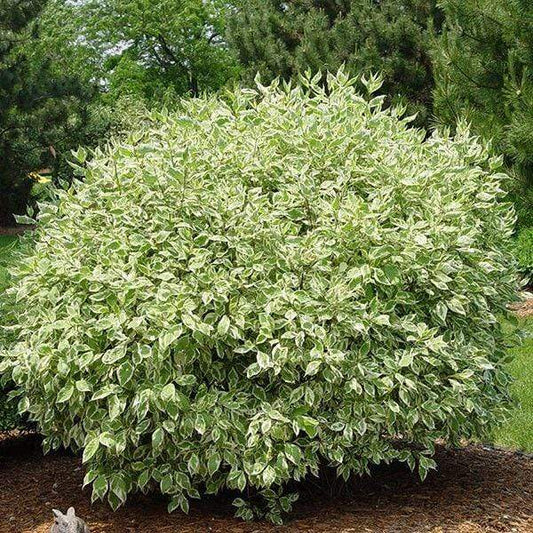 Ivory Halo dogwood in a mixed border, cream-edged foliage brightening the bed with a compact rounded form in full sun to part shade.