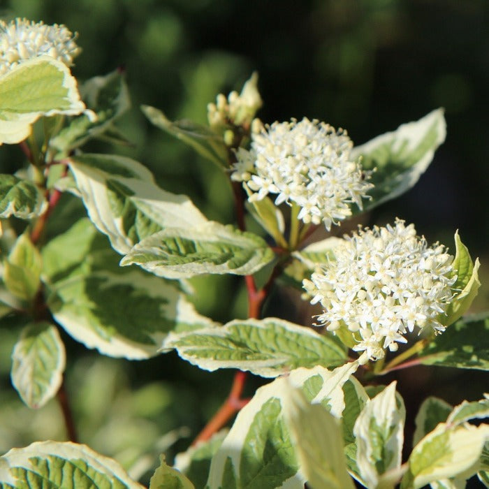 Close-up of Ivory Halo dogwood spring bloom, small fragrant white flower clusters above variegated leaves edged in creamy white.