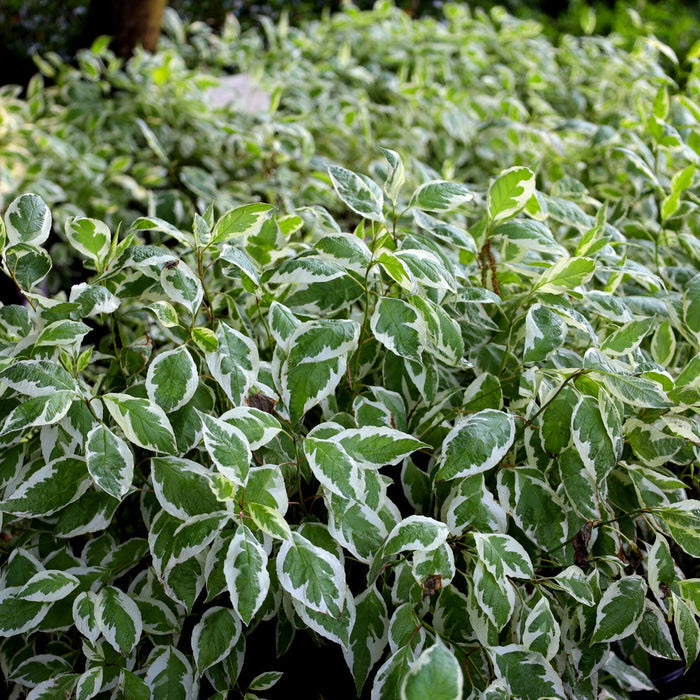 Ivory Halo dogwood showing variegated green-and-cream foliage on a dense multi-stem shrub, maturing about 5–6 ft tall and wide.