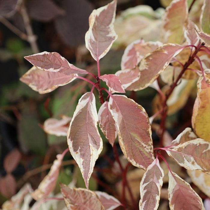 ivory halo dogwood fall foliage red and gold coloring