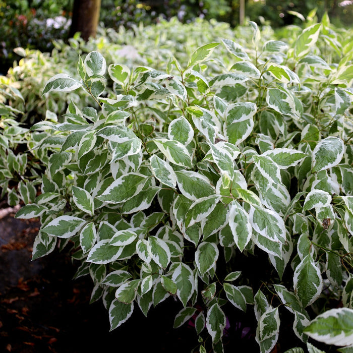 Ivory Halo dogwood planted near evergreens, red winter stems and bright variegated leaves creating four-season contrast along a walkway.