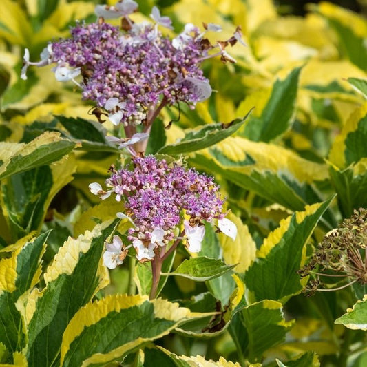 bright variegated foliage and pink flower clusters at lemon wave hydrangea