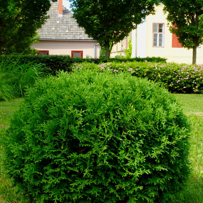 Little Giant Arborvitae with compact globe-shaped evergreen foliage in a sunny landscape