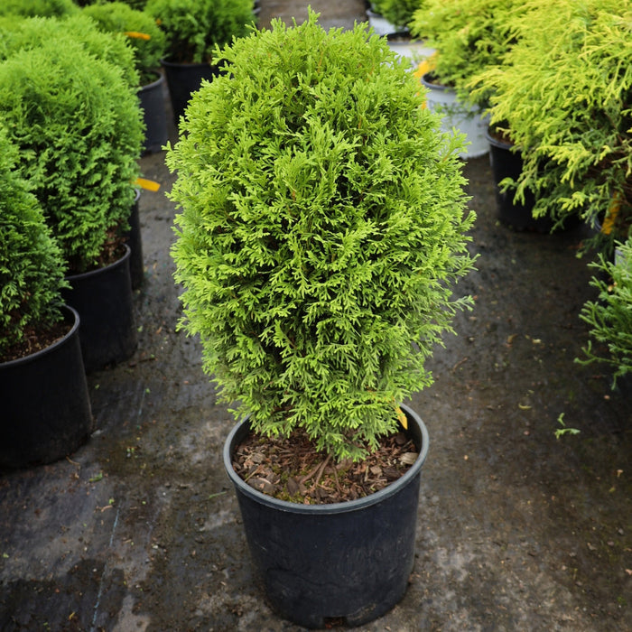 little giant arborvitae in a 3-Gallon Pot