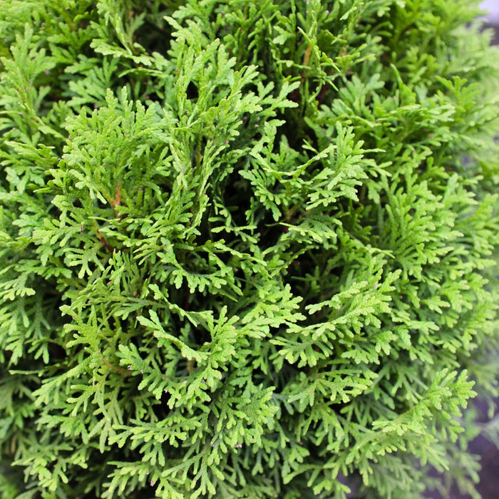 Close-up of Little Giant Arborvitae foliage showing dense rich green evergreen texture