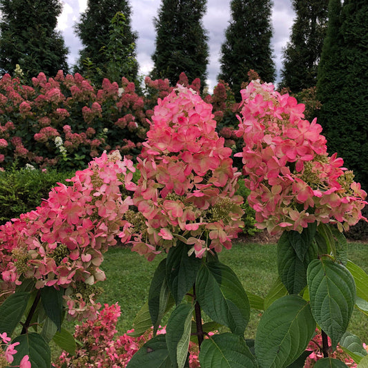 Pink hydrangea flower blooms with green leaves in a garden setting, with tall dark green trees and a cloudy sky in the background.