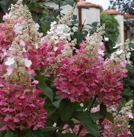 Pinky Winky Prime Hydrangea blooming with two-tone pink and white flower panicles