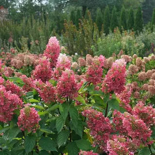 Pinky Winky Prime Hydrangea flowers aging from white to rich pink in fall