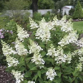 Hydrangea paniculata ILVOHPPRM with massive cone-shaped summer blooms