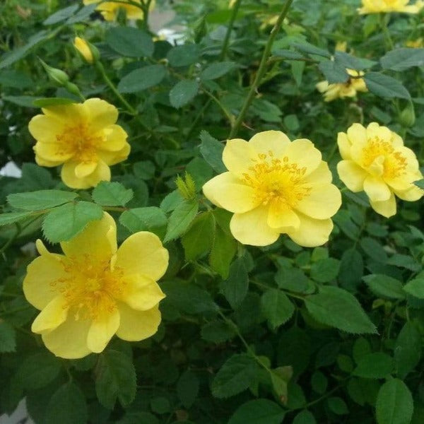 oso easy lemon zest shrub with bright yellow flowers mixed with deep green foliage