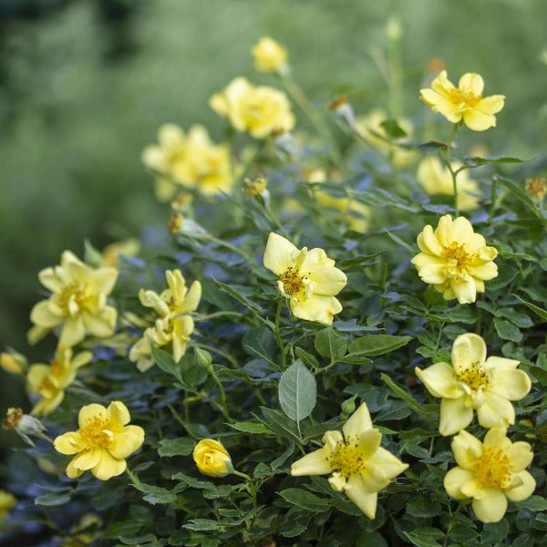 oso easy lemon zest shrub with an abundance of soft yellow roses