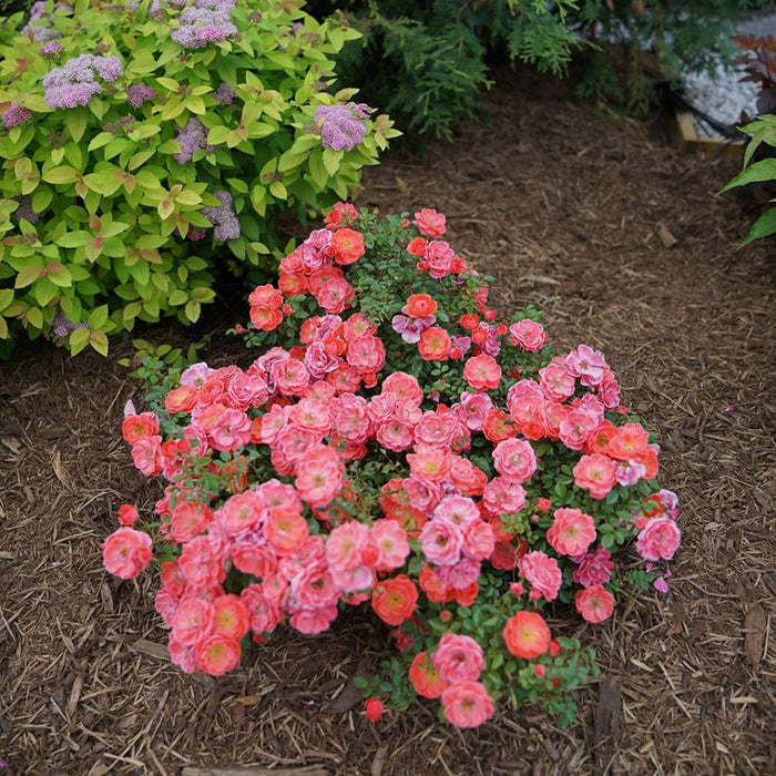 oso easy mango salsa rose bush with multicolored blooms in a mulched garden