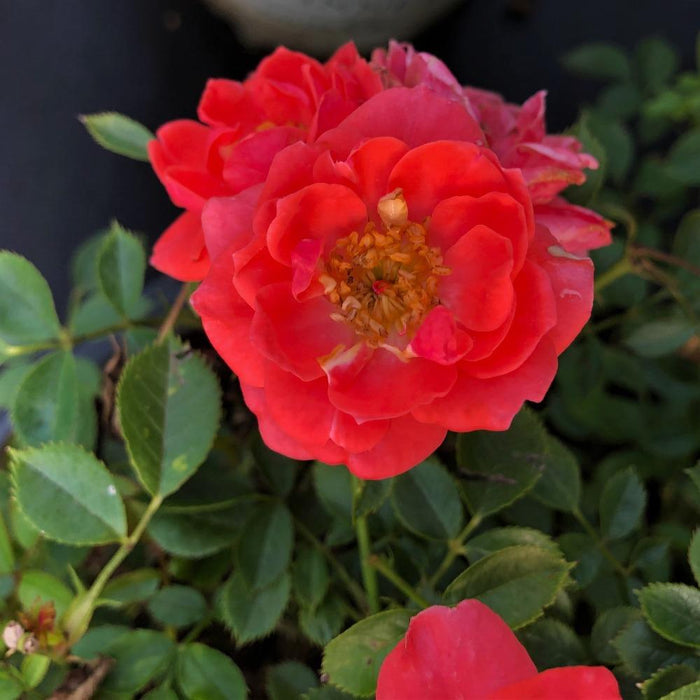 a bright orange pink oso easy mango salsa rose with golden anthers