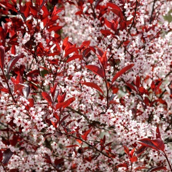 Purple Leaf Sand Cherry displaying a dense upright habit with maroon purple foliage and seasonal color contrast