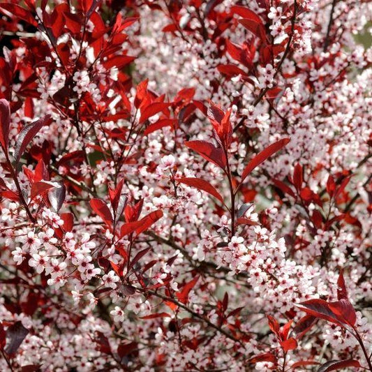 Purple Leaf Sand Cherry displaying a dense upright habit with maroon purple foliage and seasonal color contrast