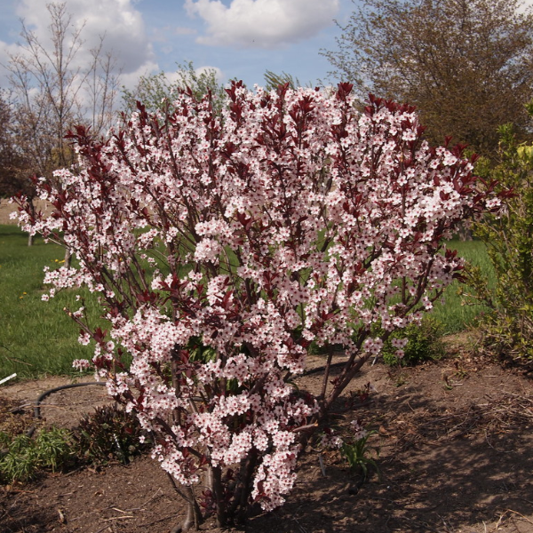 Purple Leaf Sand Cherry shrub with rich reddish purple foliage growing as an upright ornamental shrub in a sunny landscape bed