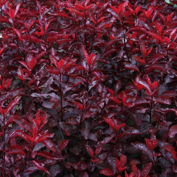 Purple Leaf Sand Cherry displaying a dense upright habit with maroon purple foliage and seasonal color contrast