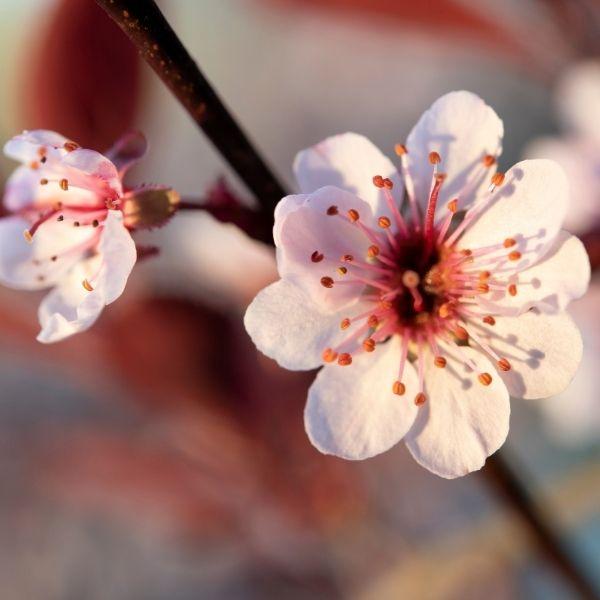 Close-up of Purple Leaf Sand Cherry flowers showing fragrant white blooms with soft pink tints against dark foliage
