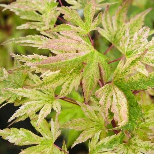 Radiant Japanese Maple Tree with variegated leaves