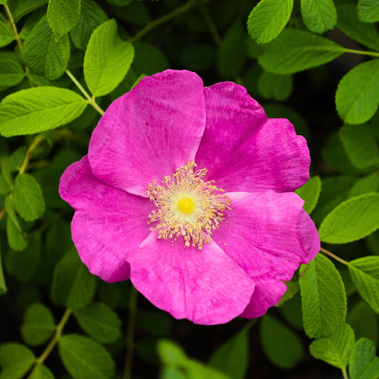 Close-up of Rugosa rose bloom showing rich pink-red petals with golden center and strong texture, surrounded by dark green wrinkled foliage