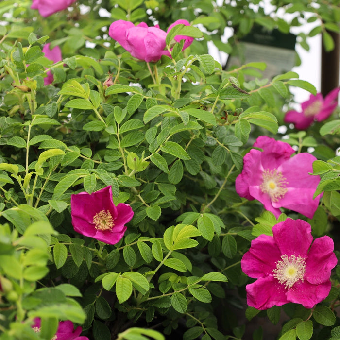 Rugosa rose shrub in full sun with pink-red blooms and dense thorny branches, forming a hardy flowering hedge in a mixed border