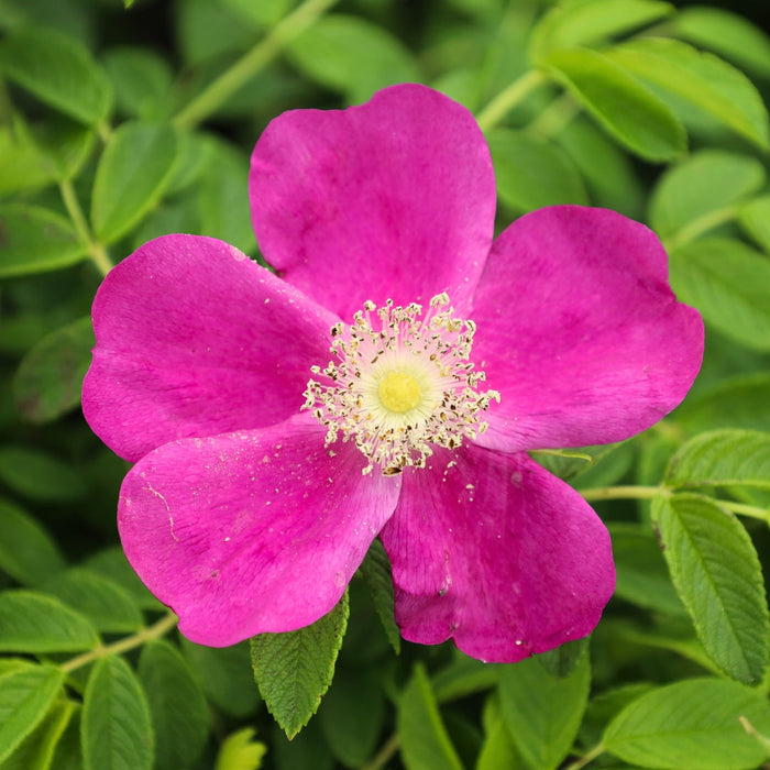Beach Rose Flower