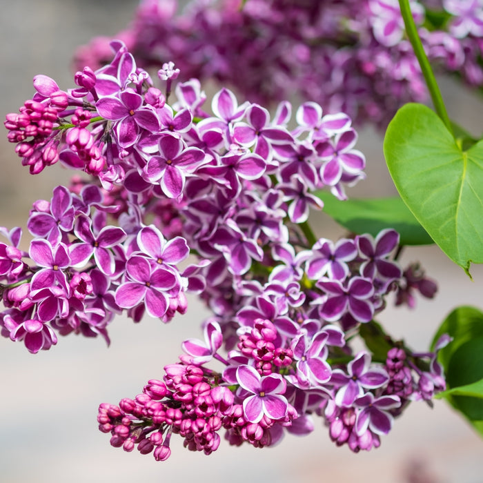 Close-up of Sensation Lilac blooms showing deep purple florets with crisp white edges