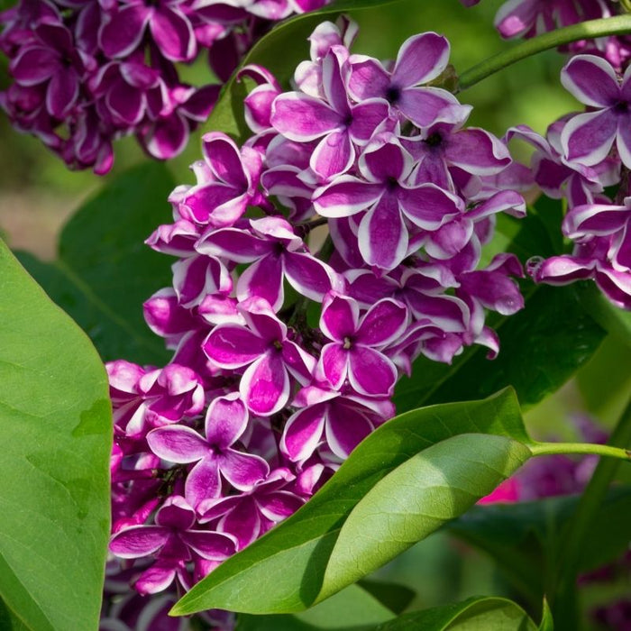Sensation Lilac growing in a sunny garden with fragrant purple flowers edged in white and an upright shrub habit
