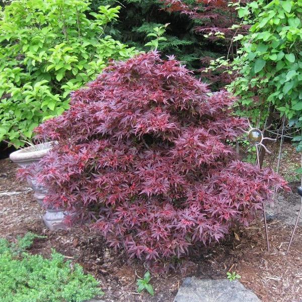 Shaina Japanese Maple growing in a landscape bed with dense red foliage and a compact upright habit