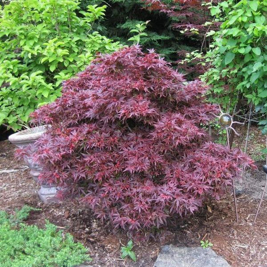 Shaina Japanese Maple growing in a landscape bed with dense red foliage and a compact upright habit