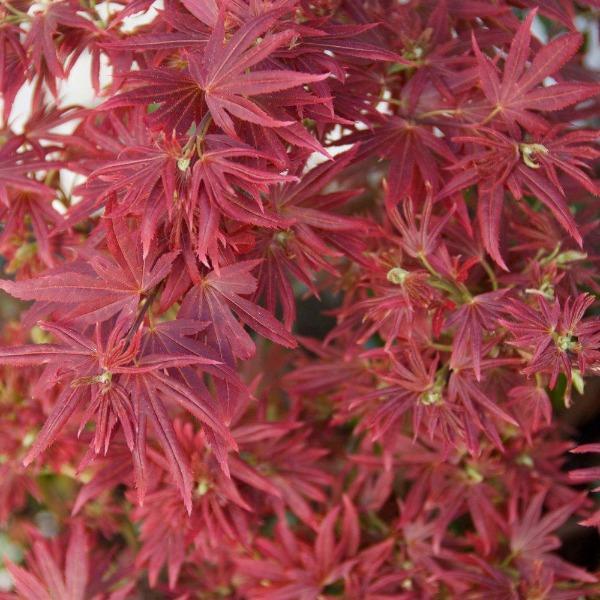 Close-up of Shaina Japanese Maple foliage showing bright red to maroon leaves clustered densely along the stems