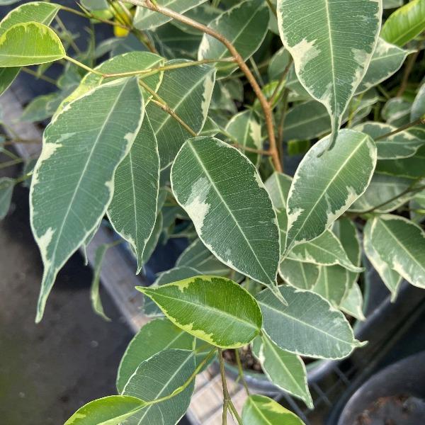 Variegated Ficus Benjamina close up of glossy green leaves with creamy white edge